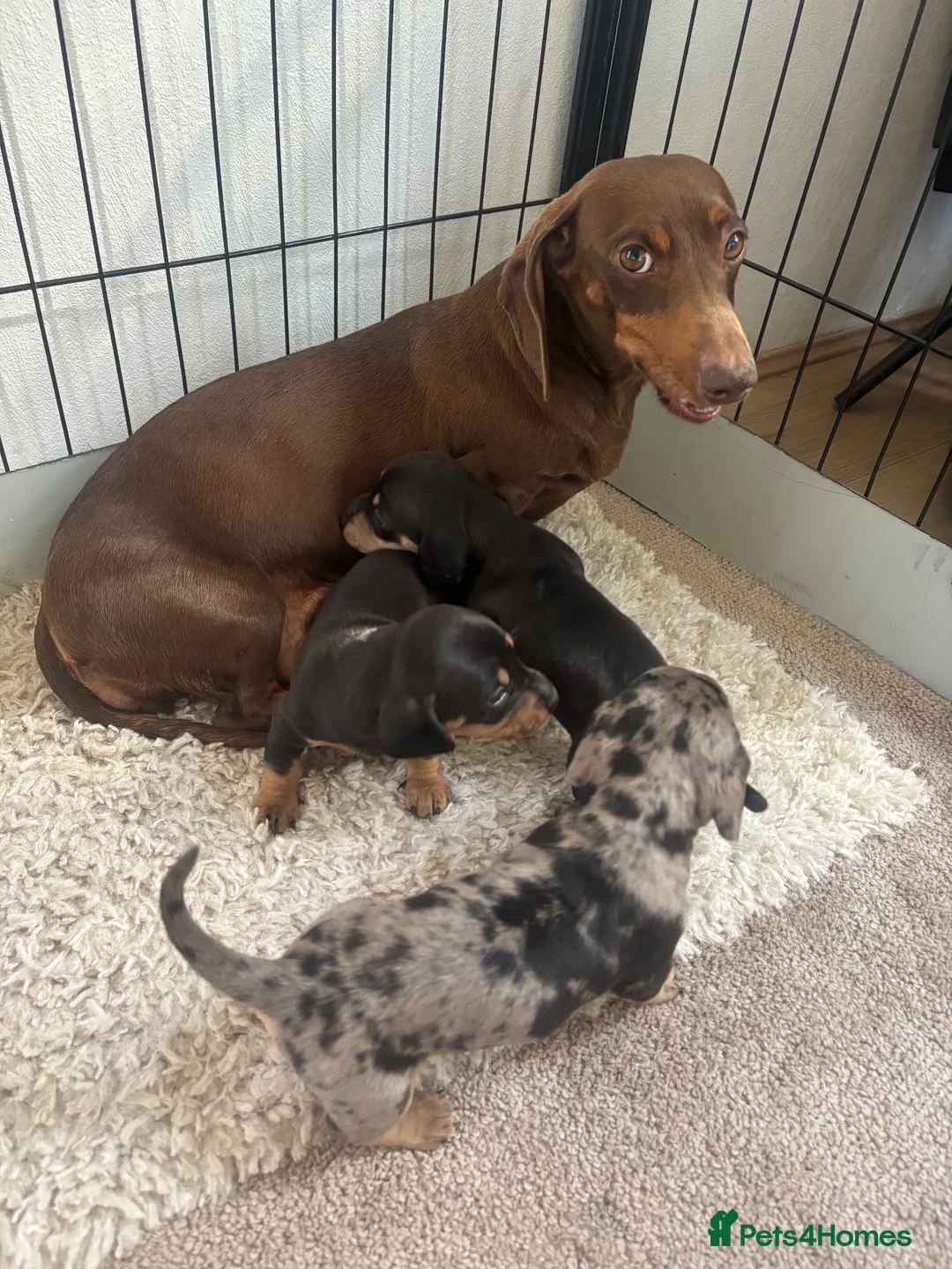 Dachshund dogs for sale: Standard dachshund puppies  - Advert 1