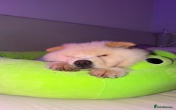 Chow Chow dogs for adoption: Adorable Elsa is ready for her Forever Home!  - Image 3