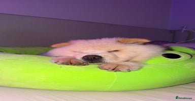 Chow Chow dogs - Advert 13