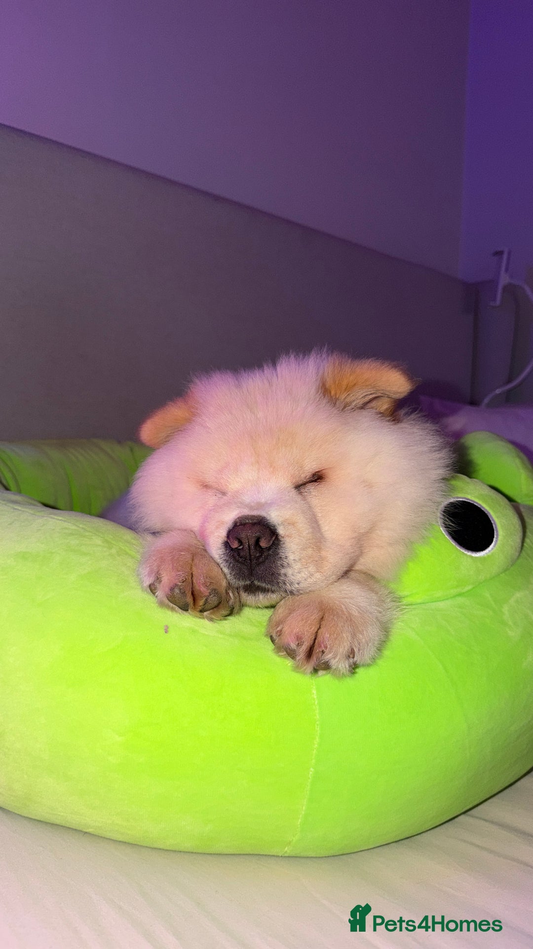 Chow Chow dogs for adoption: Adorable Elsa is ready for her Forever Home!  - Image 3