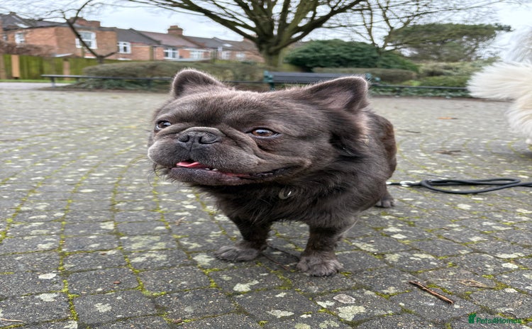 French Bulldog dogs - Advert 2