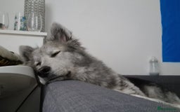 Mixed Breed dogs for sale: German Shepherd X Puppies - Image 25