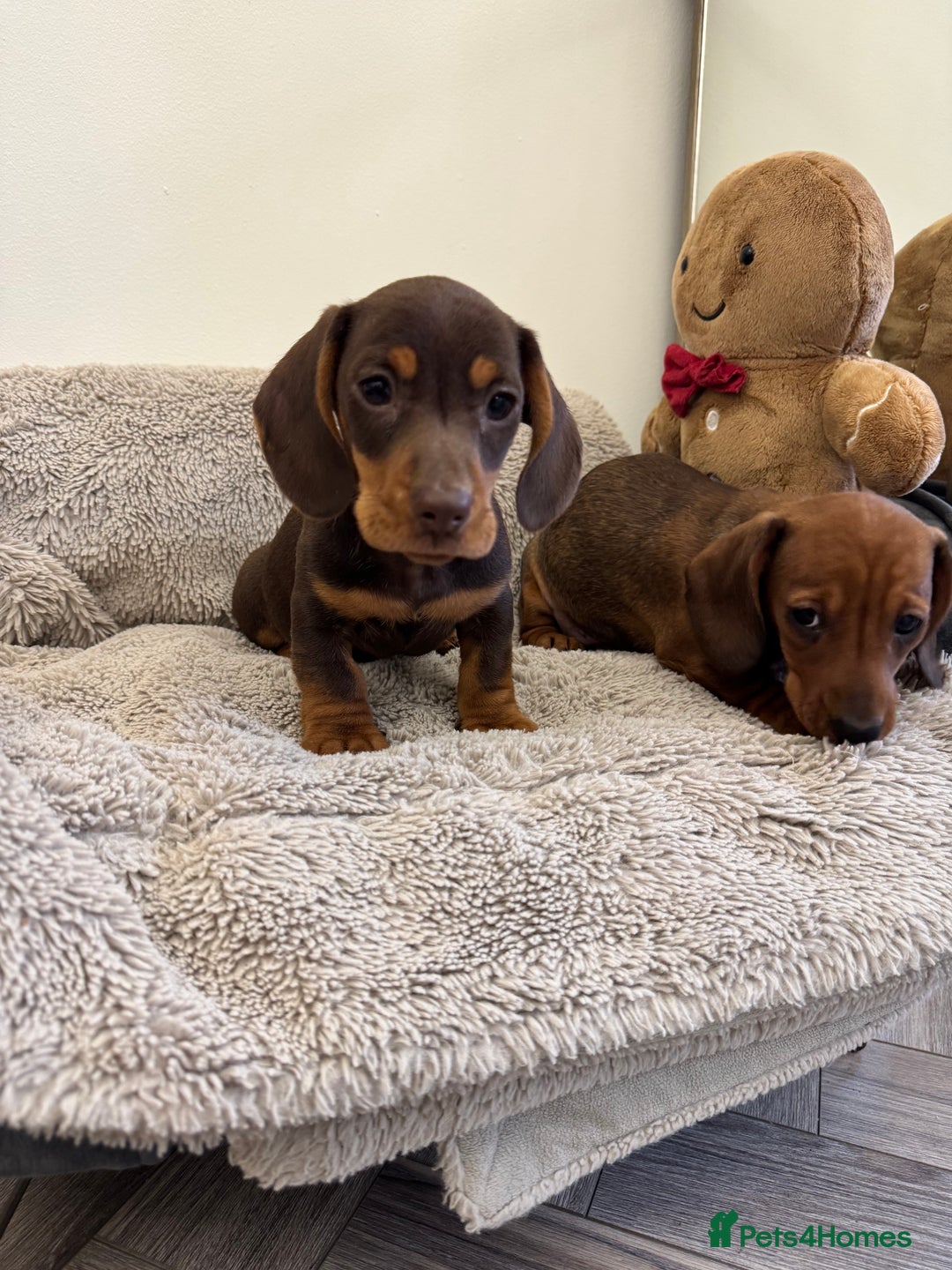 Miniature Dachshund dogs for sale: Miniature dachshund  - Advert 3