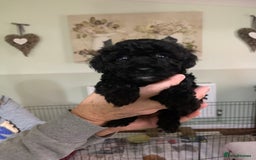 Schnoodle dogs for sale: Miniture schnoodle puppies!! - Advert 4