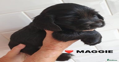 Cocker Spaniel dogs - Advert 5