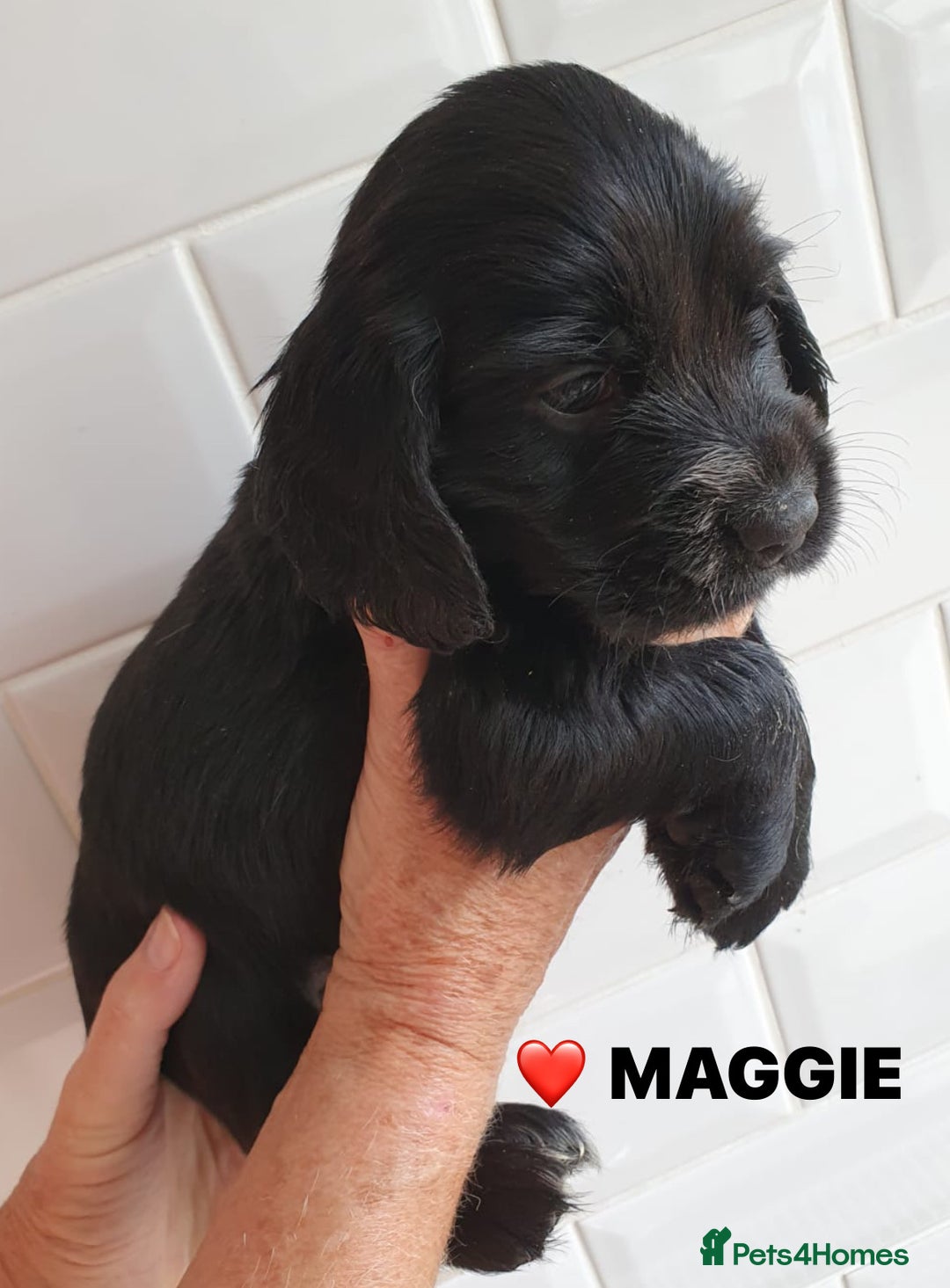 Cocker Spaniel dogs for sale: Stunning Blue/Liver Roan Cocker Spaniels Puppies  - Image 4