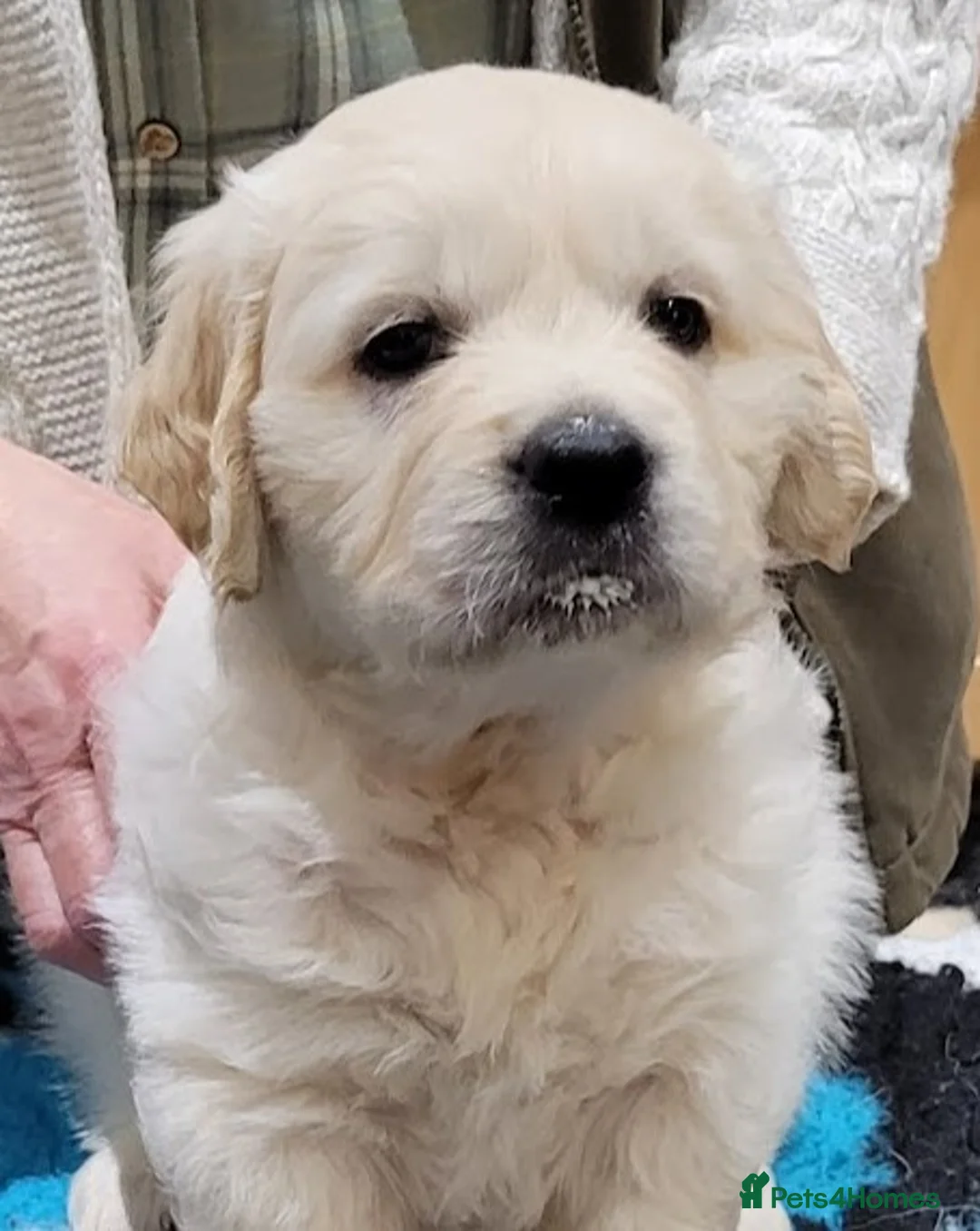 Golden Retriever dogs for stud: Cesarka Golden Retrievers in Conwy - Advert 23