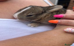 French Lop rabbits for sale: Baby french lops for sale  - Image 1