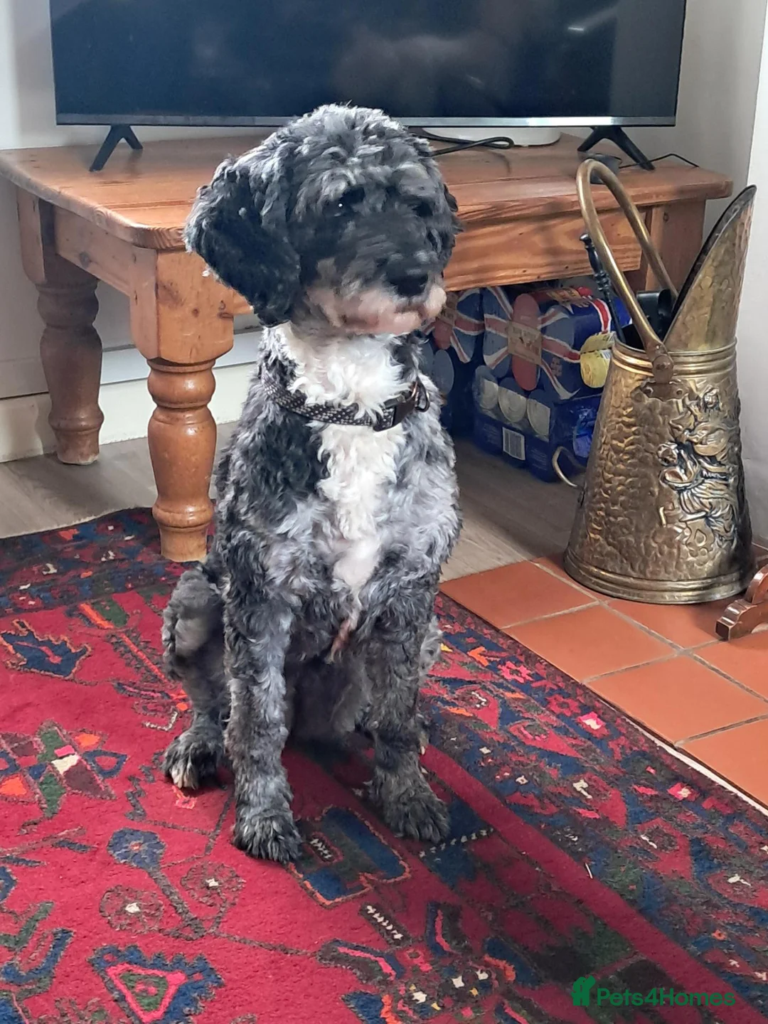 Goldendoodle dogs for sale: Goldendoodle Girl 6 yrs in Alfreton - Advert 2