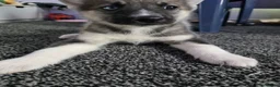 Huskita dogs for sale: huskita/siberian husky puppies - Advert 5
