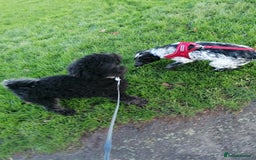 English Springer Spaniel dogs for adoption: 💖🐶 KATIE 🐶💖 - Advert 6