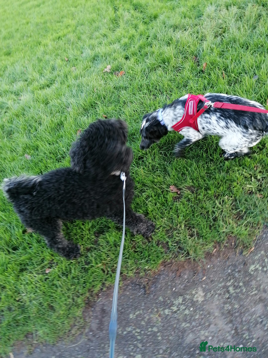English Springer Spaniel dogs for adoption: 💖🐶 KATIE 🐶💖 - Advert 6