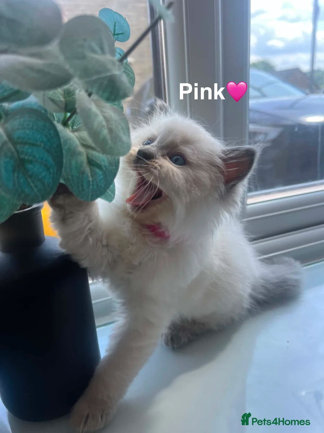 Ragdoll cats for sale: 🩵5 Beautiful Bluepoint Ragdolls for sale🩵 - Advert 2