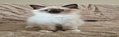 Ragdoll Kitten 1