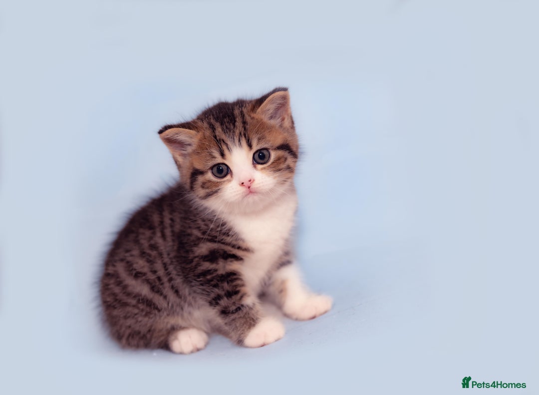 Scottish Fold cats for sale: The highest breeding quality Scottish Straight  - Advert 3