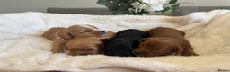 Cavapoo dogs for sale: F1 Cavapoo puppies health test clear - Advert 10