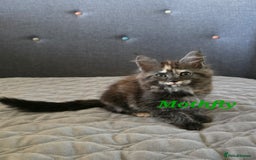 Maine Coon cats for sale: Beautiful Maine Coon kittens  - Advert 15