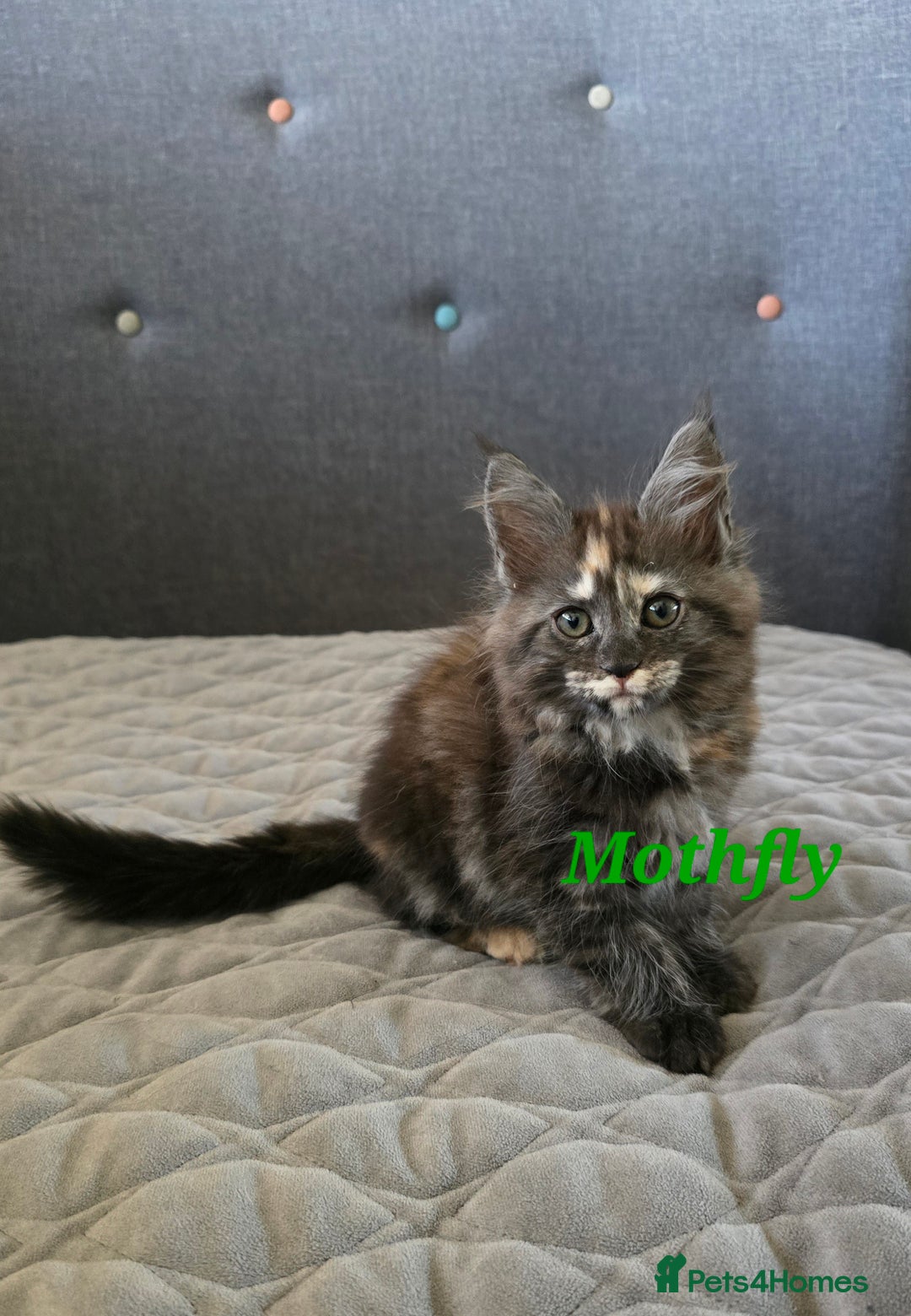 Maine Coon cats for sale: Beautiful Maine Coon kittens  - Advert 15