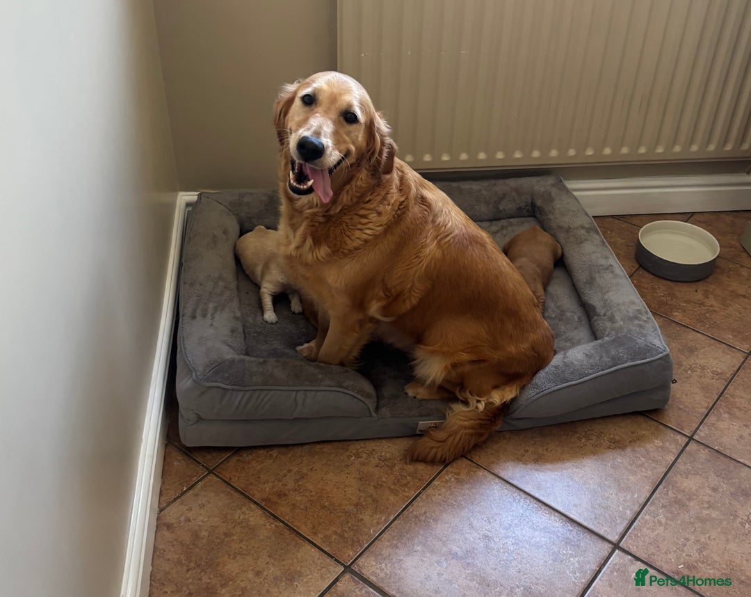Golden Retriever dogs for sale: Beautiful KC Registered Golden Retrievers for Sale - Image 4