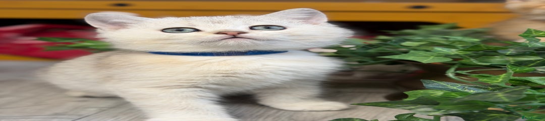 British Shorthair Kitten 1