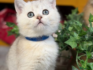 British Shorthair cats - Advert 14