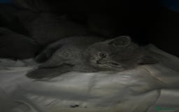 Scottish Fold cats for sale: Scottish fold/straight boys ready for reservation. - Image 14