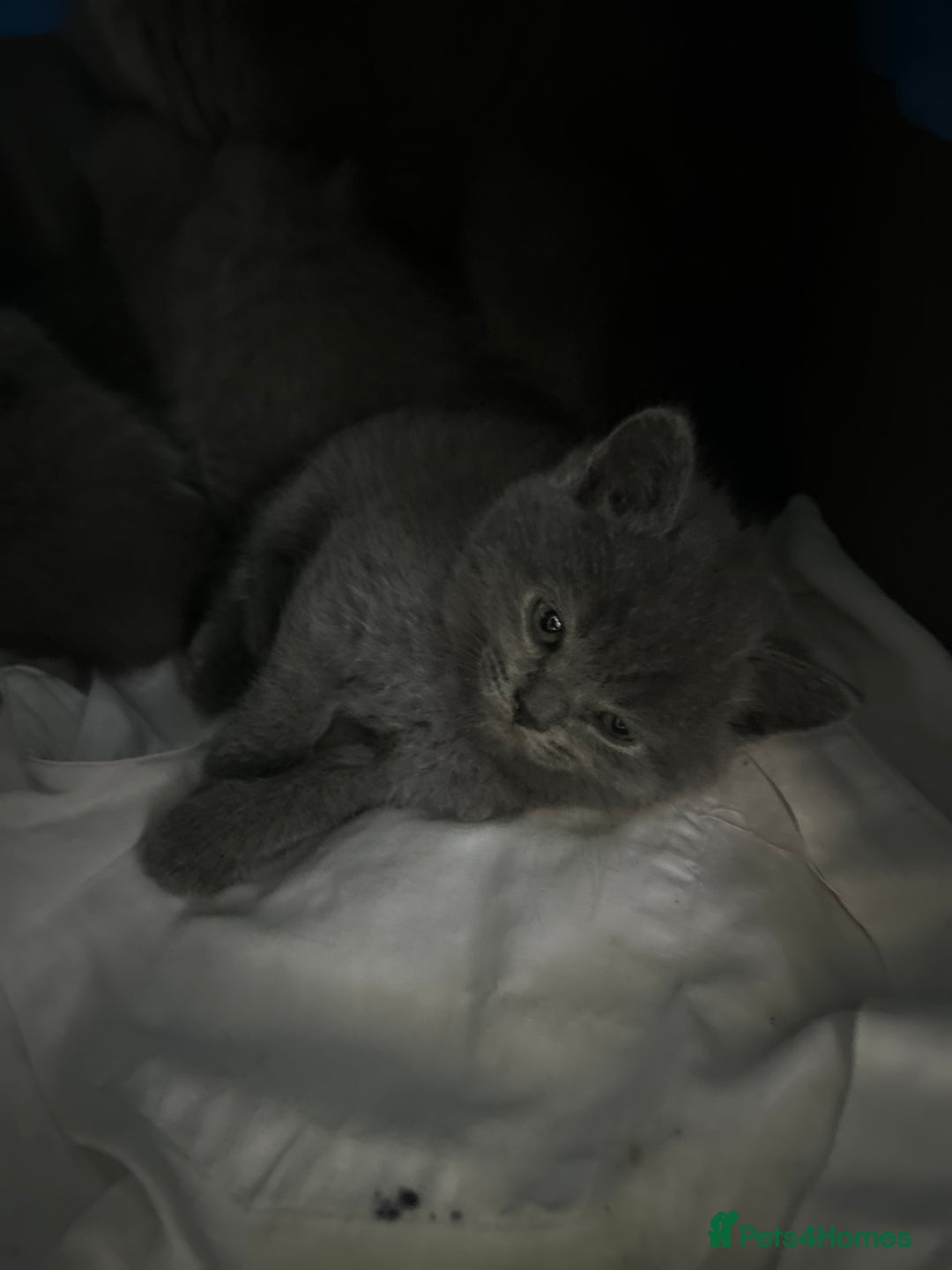 Scottish Fold cats for sale: Scottish fold/straight boys ready for reservation. - Image 14