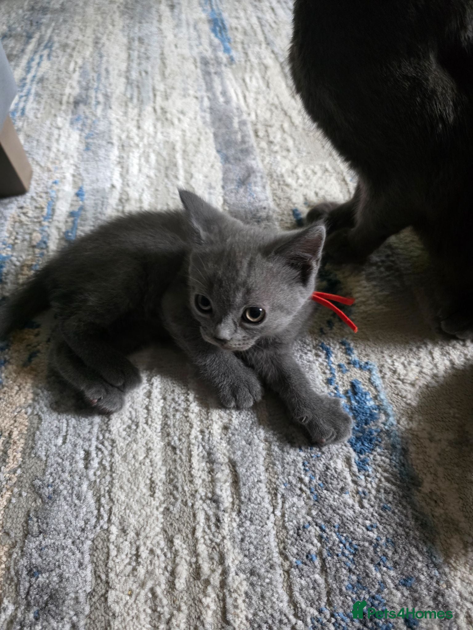 British Shorthair cats BSH cross kittens pure grey ready now - Advert 3