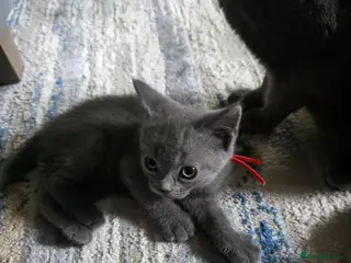 British Shorthair cats BSH cross kittens pure grey ready now - Advert 10