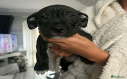 Mixed Breed dogs for sale: Beautiful pups cane/corso staff - Advert 10