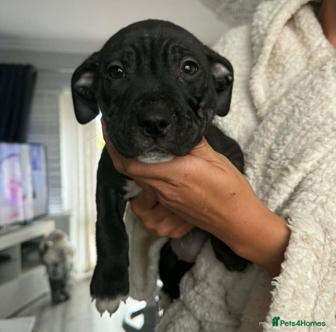 Mixed Breed dogs for sale: Beautiful pups cane/corso staff - Advert 10