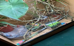 Chameleon reptiles for sale: Yemen Chameleon + Vivarium Setup Kit - Image 13