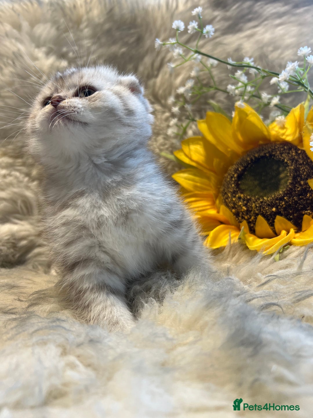 Scottish Fold cats for sale: Chocolate spotted Scottish kittens  - Image 9