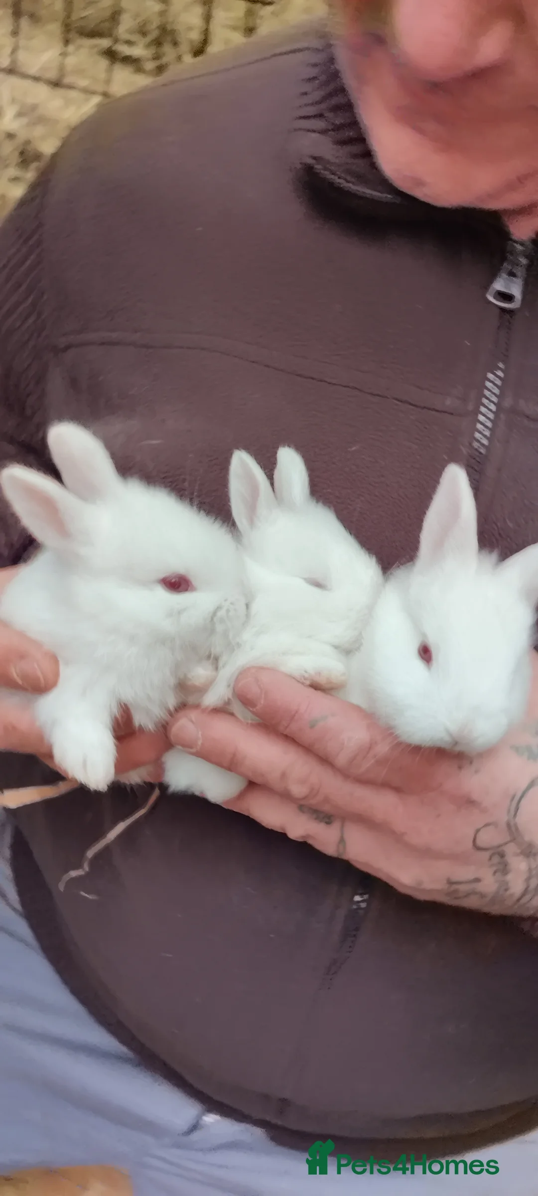 New Zealand rabbits for sale: New Zealand White Pure Bred Rabbits in Kidwelly - Advert 2
