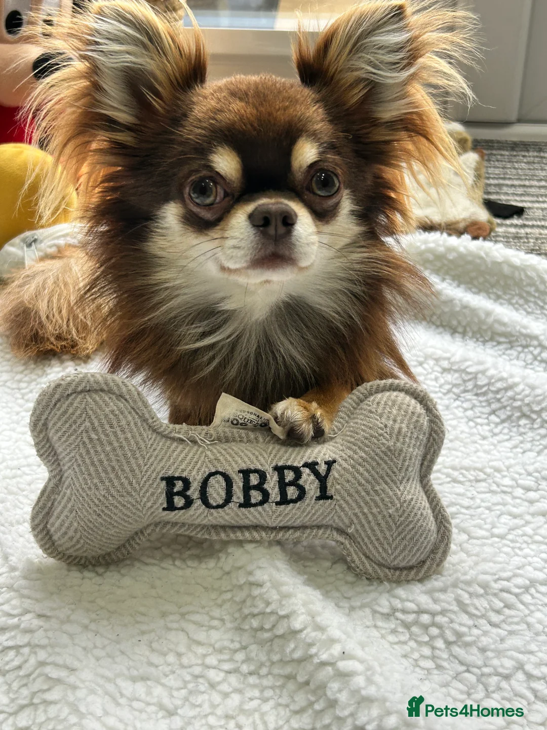 Chihuahua dogs for stud: 🌟 Meet Bobby – Long-Haired Chihuahua Stud 🌟 in Newcastle upon Tyne - Advert 3