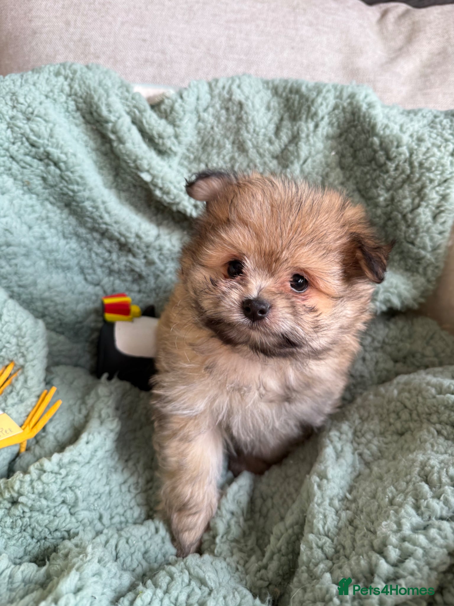 Mixed Breed dogs Rare Shirarian Pomeranian cross health checked  - Advert 1