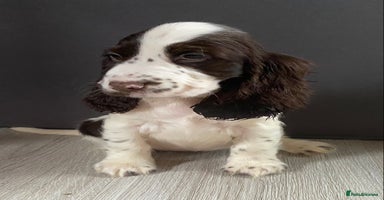 Cocker Spaniel dogs - Advert 7