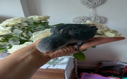 Parakeets birds for sale: Baby Quaker parrots boys and girls available  - Image 9