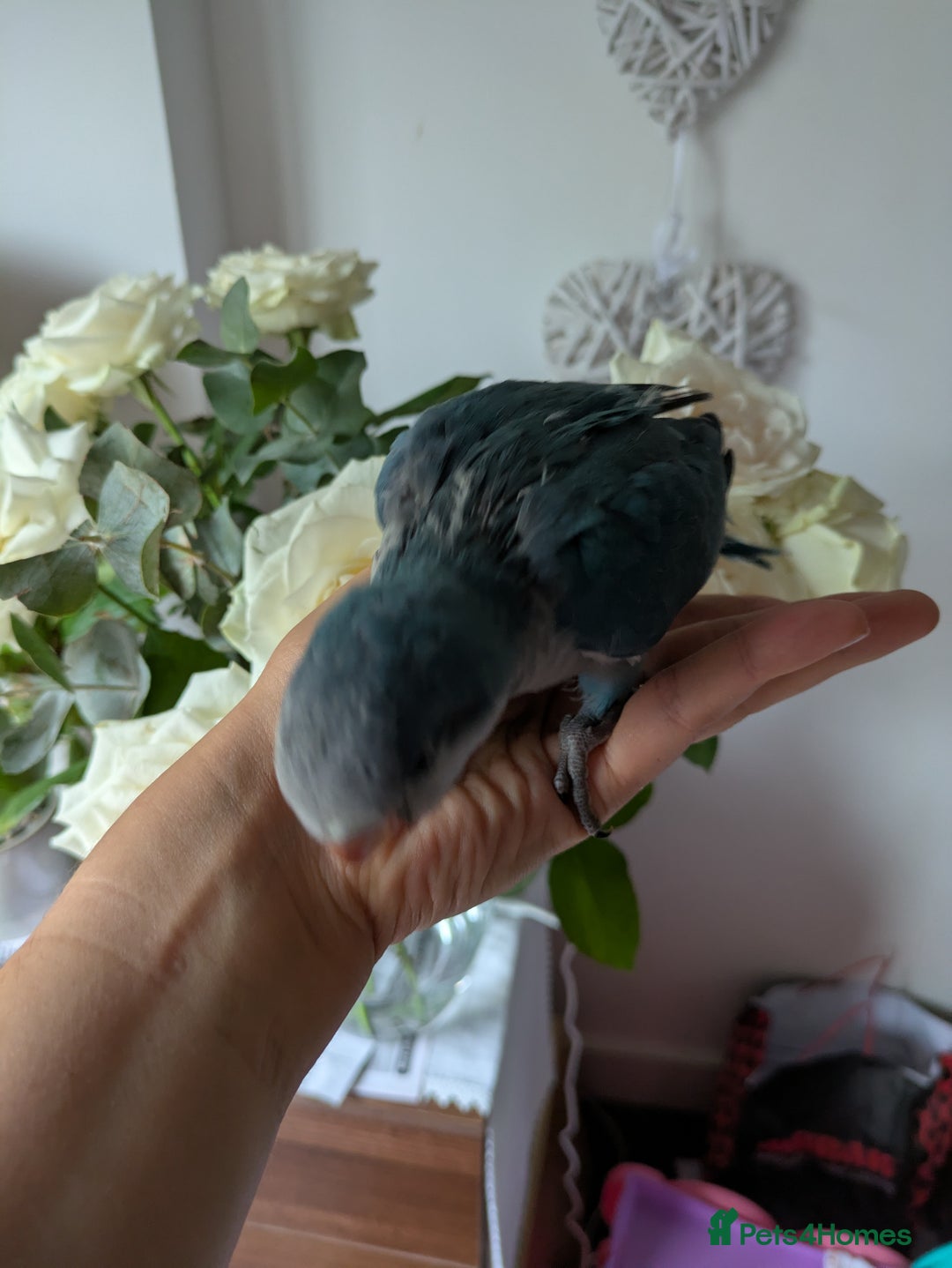 Parakeets birds for sale: Baby Quaker parrots boys and girls available  - Image 9
