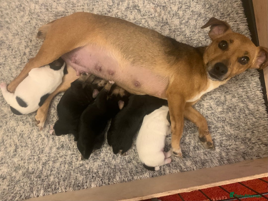 Jack Russell dogs for sale: Jack Russel puppies for sale  - Image 1