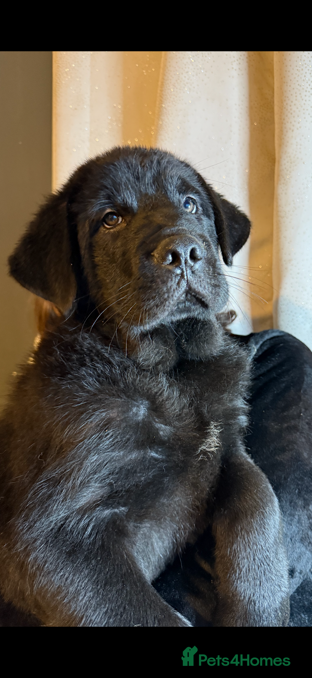 Mixed Breed dogs for sale: Beautiful chow x Newfoundland puppies - Advert 23