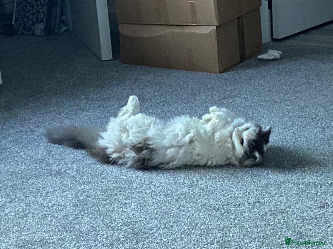 Mixed Breed cats for sale: Ragdoll Cross Kittens - Image 4