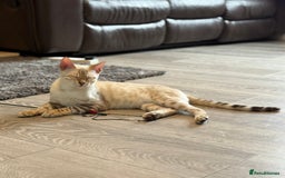 Bengal cats for sale: TICA registered snow lynx Bengal Kittens in Reading - Image 2