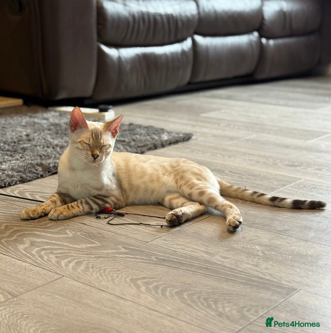 Bengal cats for sale: TICA registered snow lynx Bengal Kittens in Reading - Image 2