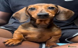 Miniature Dachshund dogs for sale: 16 month old young miniature smooth dachshund - Image 1