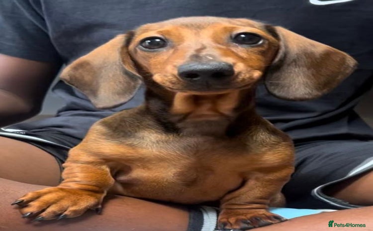 Miniature Dachshund dogs - Advert 1