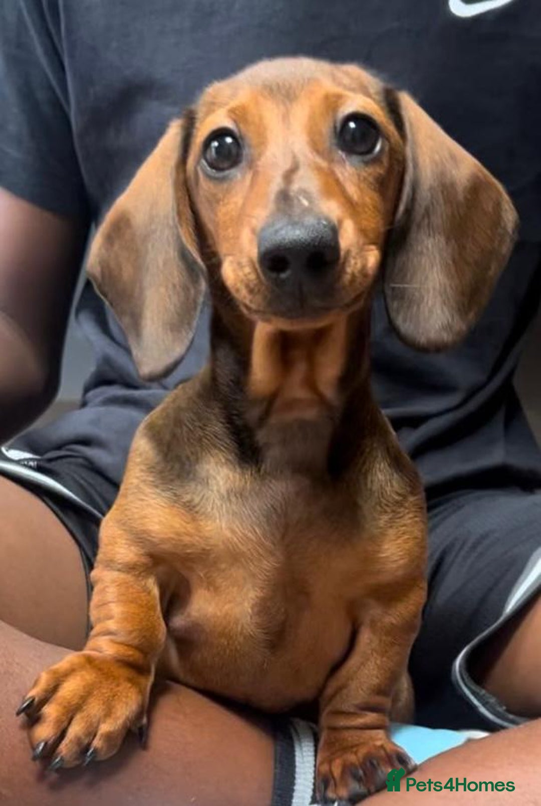 Miniature Dachshund dogs for sale: 16 month old young miniature smooth dachshund - Image 1