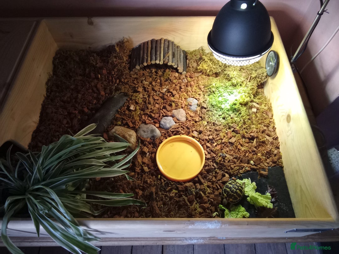 Hermann Tortoise reptiles for sale: Western Hermann Dwarf tortoise - Image 3