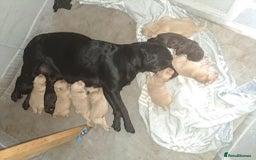 Labradoodle dogs for sale: Labradoodle puppies  - Image 4
