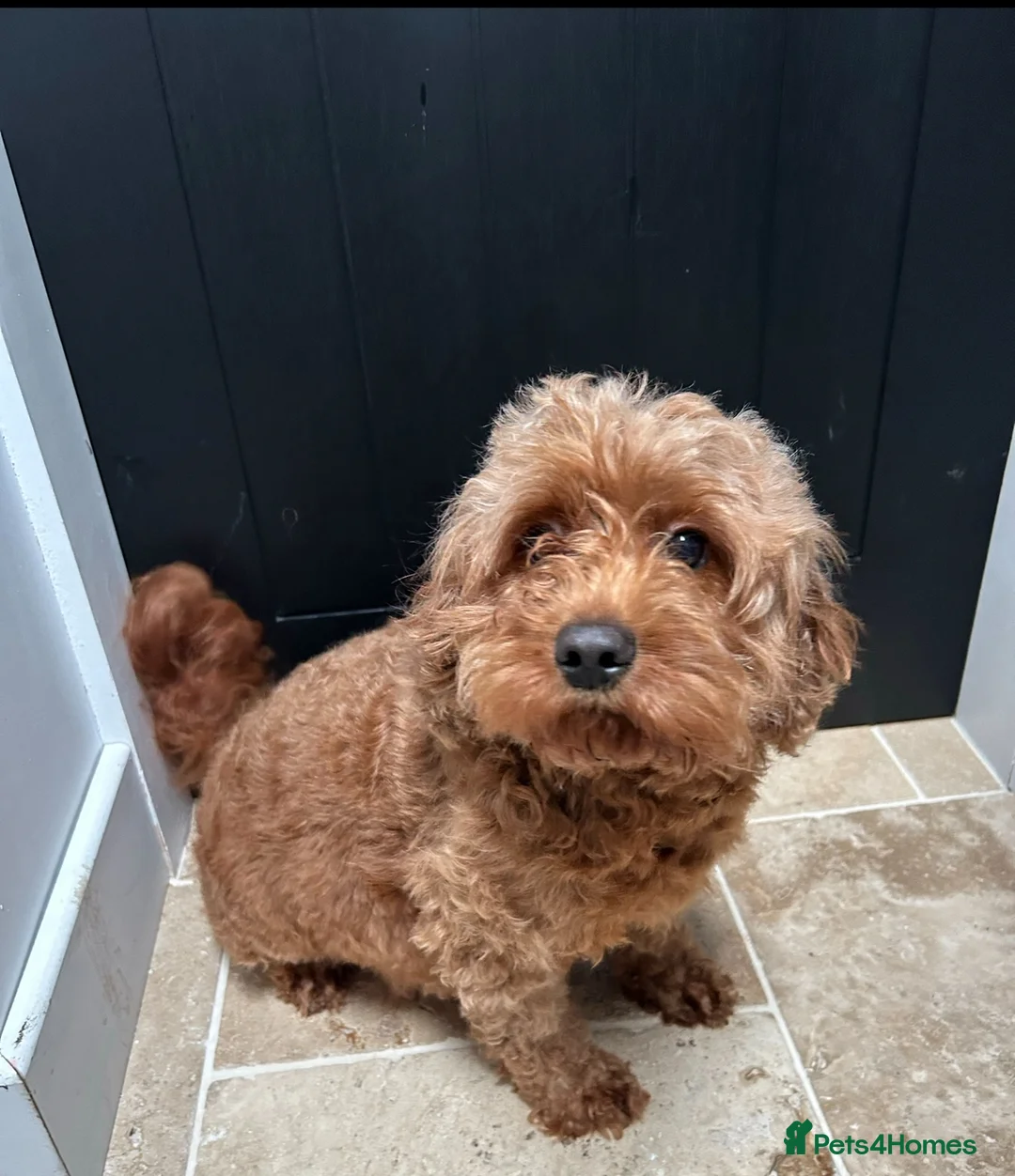 Cavapoo dogs for sale: Cavapoo female  - Advert 2